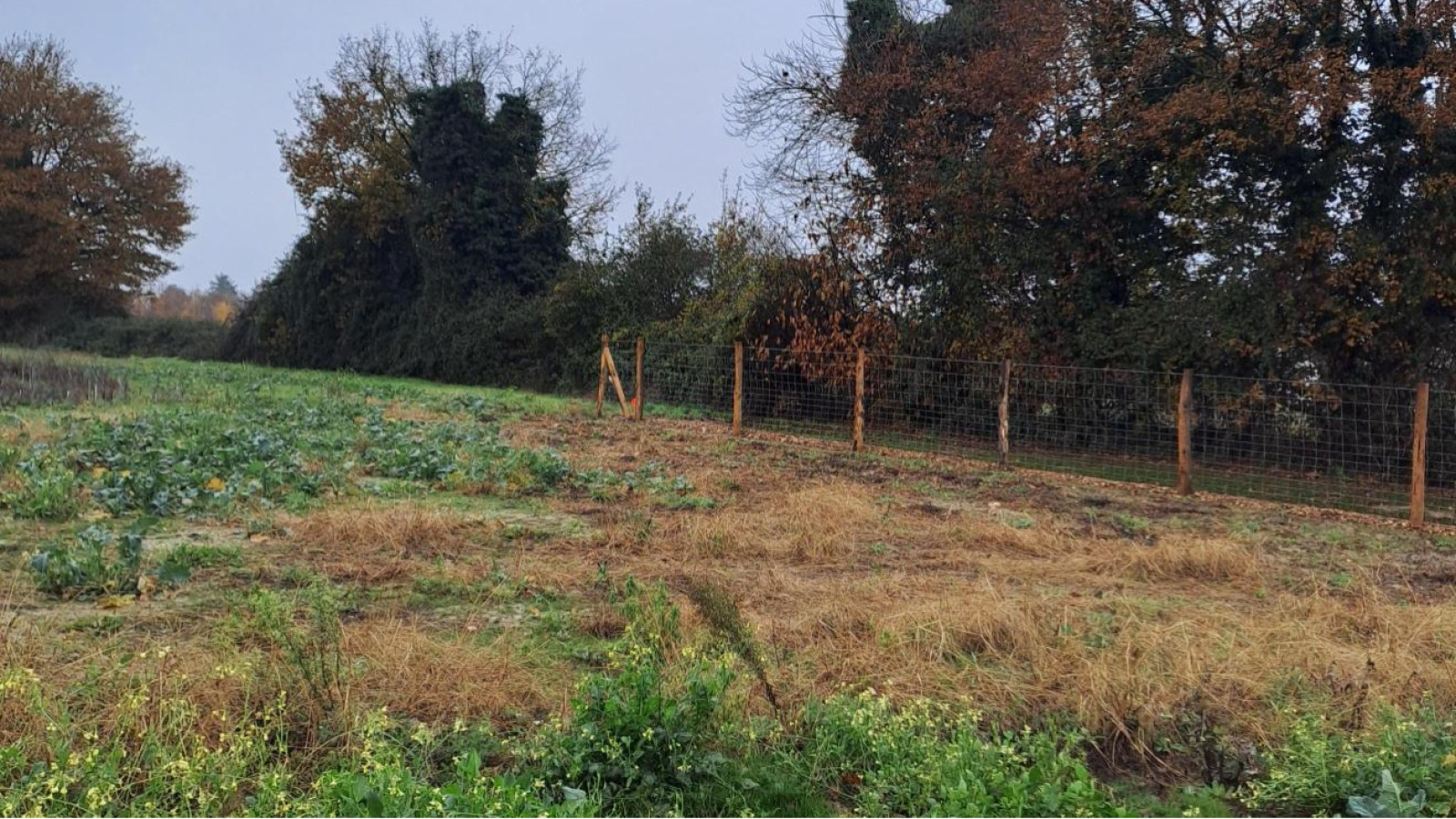 Terrain constructible de 504m2 à Segré-en-Anjou Bleu
