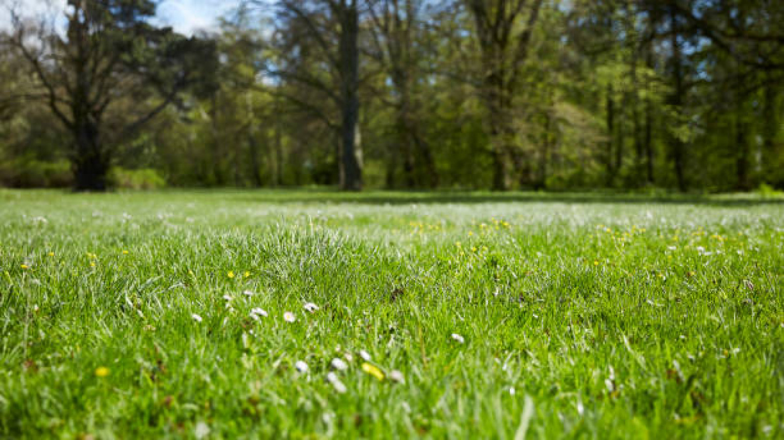 Terrain constructible de 768m2 à Saint-Branchs