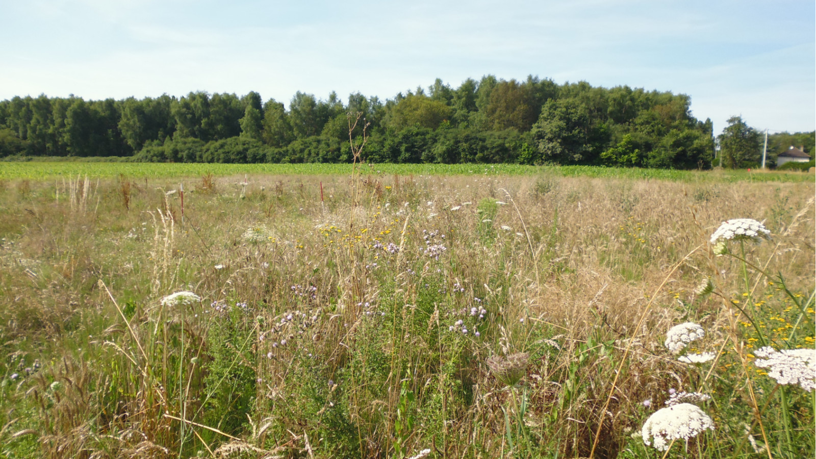 Terrain constructible de 1066m2 à Chevillon-sur-Huillard